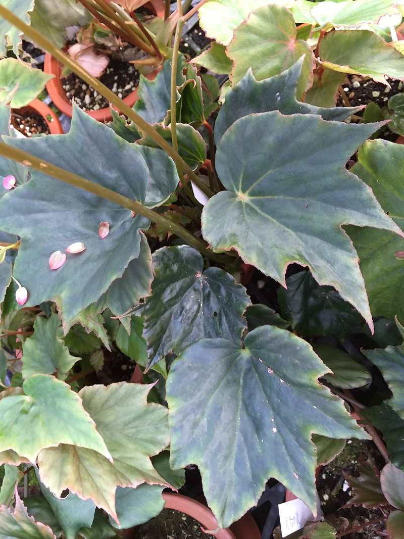 B. ‘Hasenohikari’